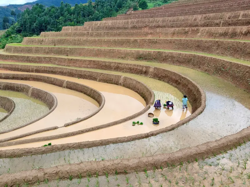 滴灌带铺设间距与地膜覆盖对作物生长的影响解析正文配图 2