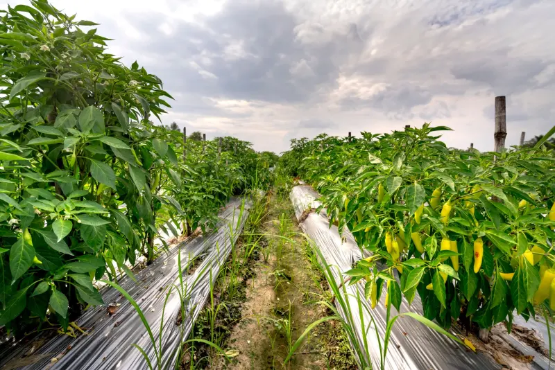 农用地膜与滴灌带选型指南:西南地区种植户如何匹配作物需求正文配图 2