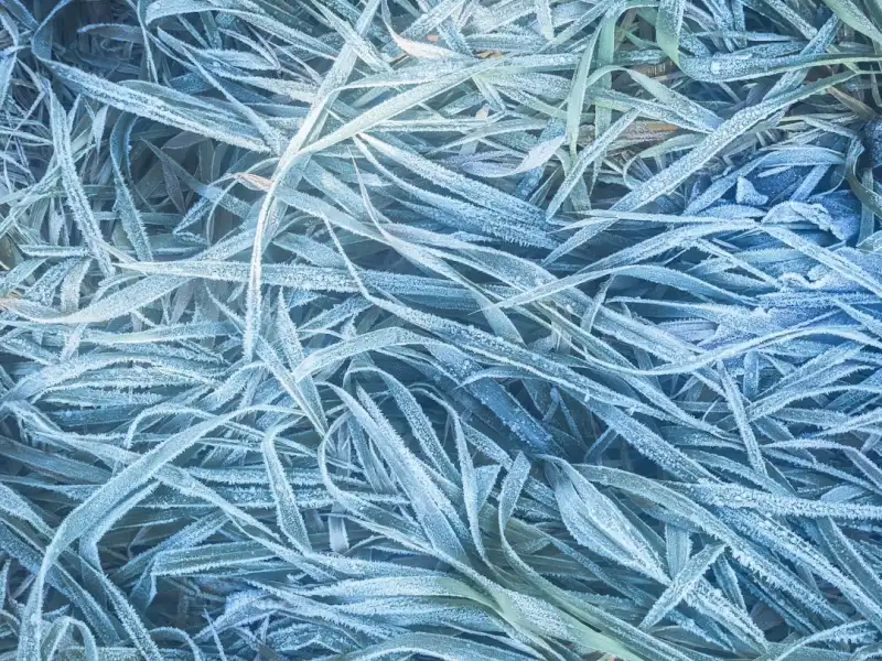 西南地区马铃薯种植选用地膜与滴灌带的技术要点解析正文配图 2